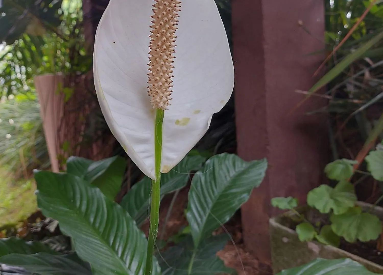 Casa Da Flor Guesthouse, Praia Grande, Beto Carrero Penha